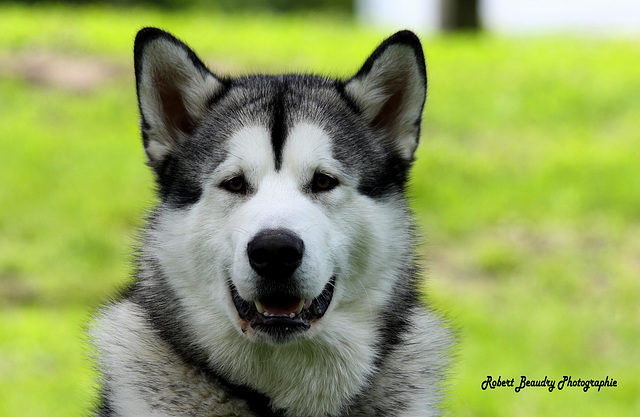 Malamute