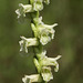 Spiranthes sylvatica (Woodland Ladies'-tresses orchid)