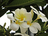 Frangipani -2