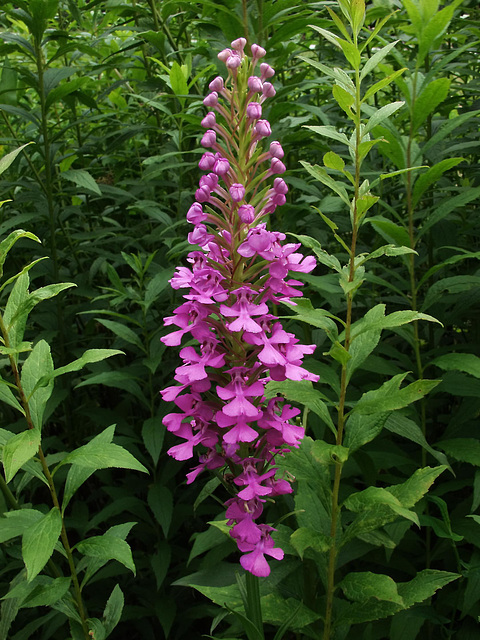 Platanthera peramoena (Purple Fringeless orchid)