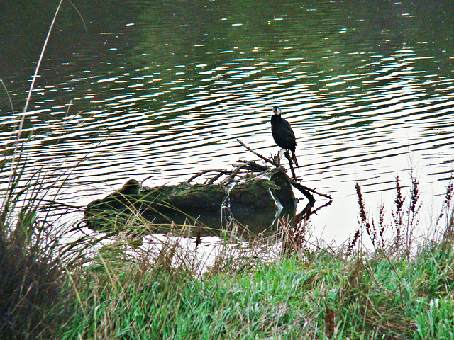 Shag resting