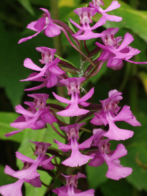 Platanthera peramoena (Purple Fringeless orchid)