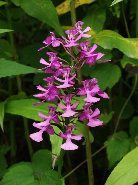 Platanthera peramoena (Purple Fringeless orchid)