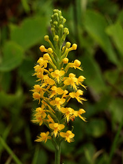 Platanthera cristata (Crested Fringed orchid)