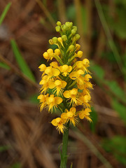 Platanthera cristata (Crested Fringed orchid)