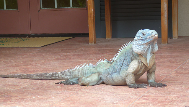 blue iguana