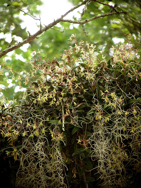 Epidendrum magnoliae (Green-fly orchid)