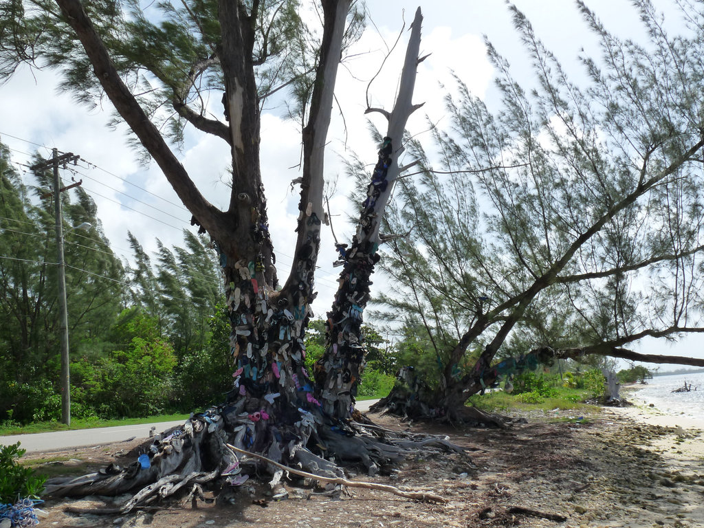 the flip-flop tree