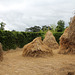 Des Meules impressionnantes - Jardin 15 (8)