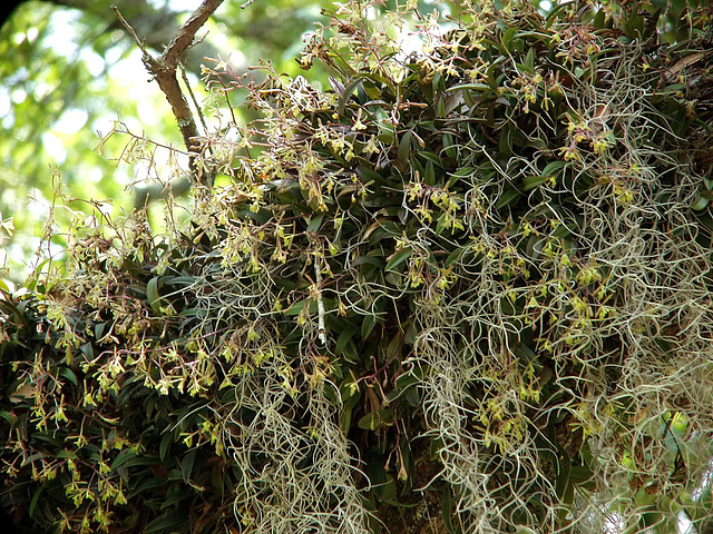 Epidendrum magnoliae (Green-fly orchid)