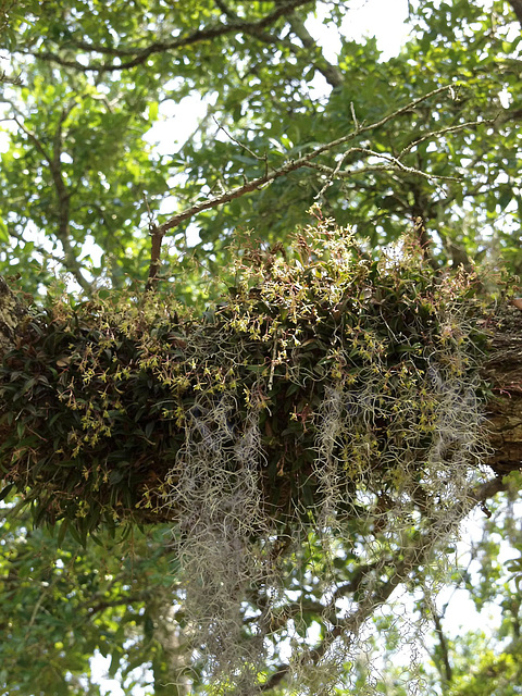 Epidendrum magnoliae (Green-fly orchid)