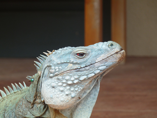 blue iguana