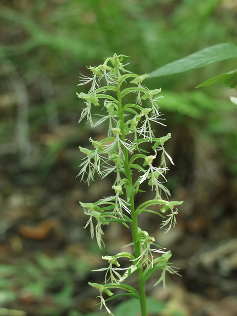 Platanthera lacera (Ragged Fringed orchid)