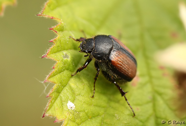 Omaloplia ruricola