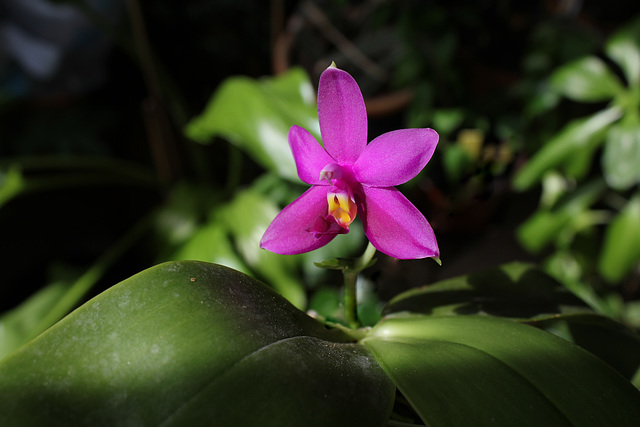 Phalaenopsis violacea