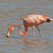 A Flamingo on Grand Turk - 28 January 2014