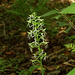Platanthera lacera (Ragged Fringed orchid)