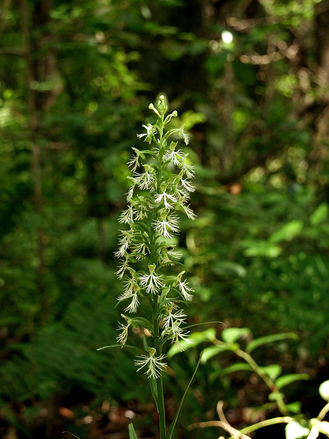 Platanthera lacera (Ragged Fringed orchid)