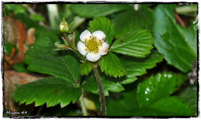 MON JARDIN