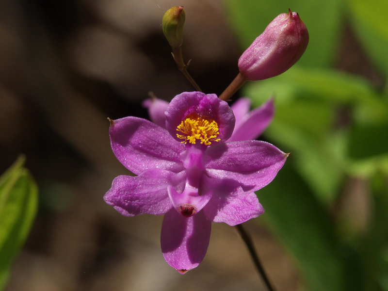 Calopogon barbatus (Bearded Grass-Pink orchid)