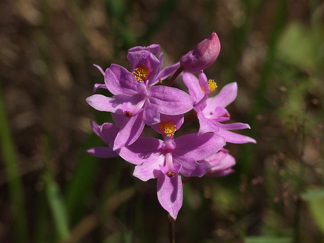 Calopogon barbatus (Bearded Grass-Pink orchid)