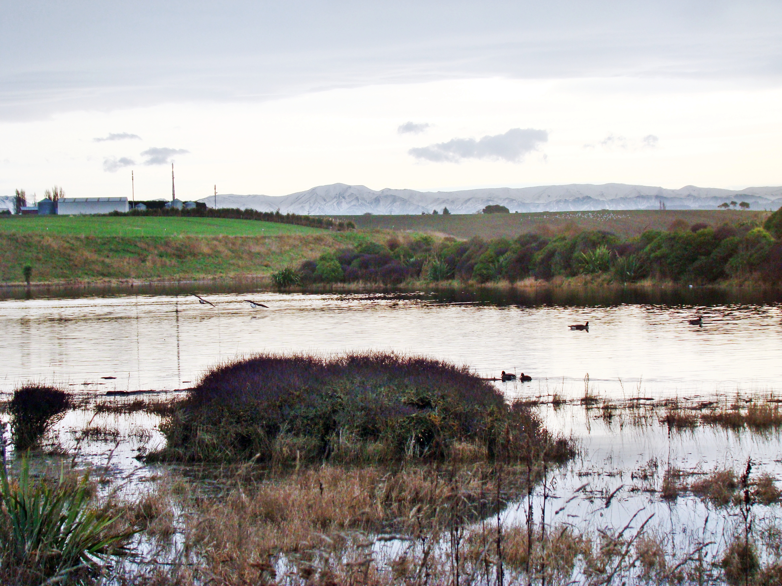 Timaru wetlands 2