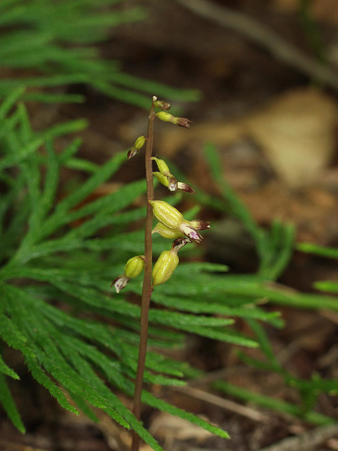 Corallorhiza odontorhiza (Autumn Coralroot orchid)