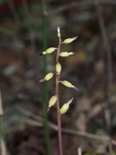 Corallorhiza odontorhiza (Autumn Coralroot orchid)