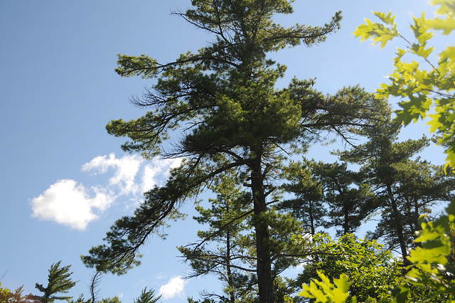 Pine on Pine Island