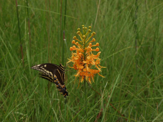 Platanthera ciliaris (Yellow Fringed orchid) and Papilio troilus (Spicebush Swallowtail butterfly)