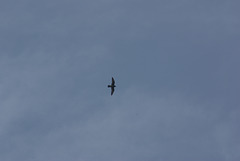 IMGP7671