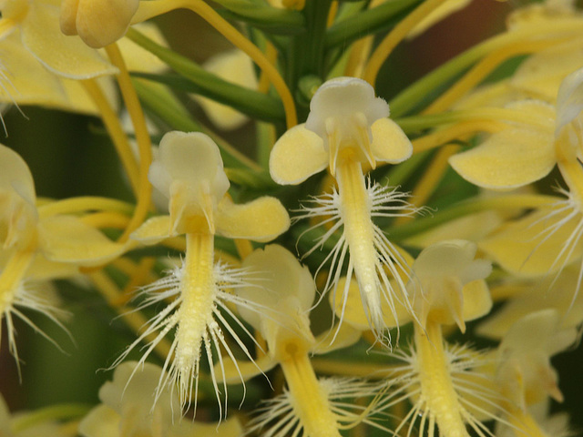 Platanthera Xlueri (Platanthera consipicua x Platanthera ciliaris) hybrid orchid