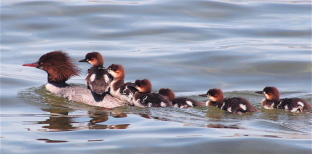 Catching a ride with mom.