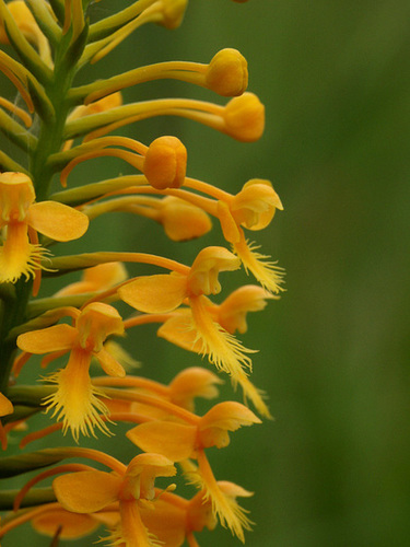 Platanthera Xchannellii (Platanthera ciliaris x Platanthera cristata) hybrid orchid