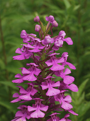 Platanthera peramoena (Purple fringeless orchid)