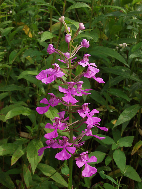 Platanthera peramoena (Purple fringeless orchid)