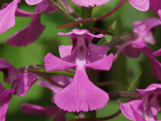 Platanthera peramoena (Purple fringeless orchid)