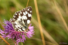 Marbled White