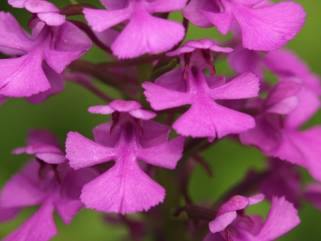 Platanthera peramoena (Purple fringeless orchid)