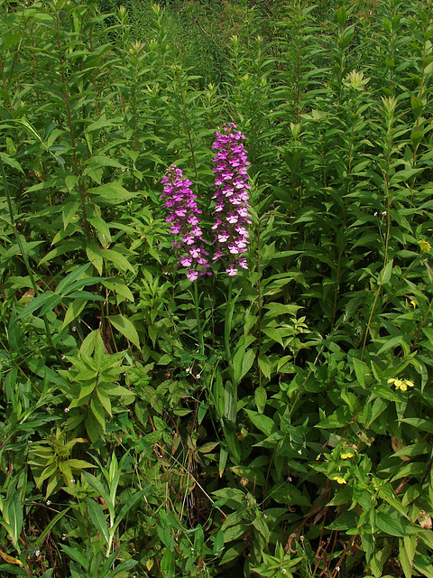 Platanthera peramoena (Purple fringeless orchid)