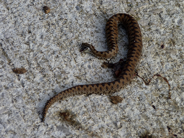 Salinas de Ibargoiti - Snake