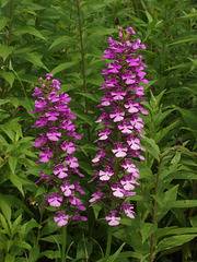Platanthera peramoena (Purple fringeless orchid)