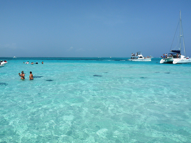 sting rays