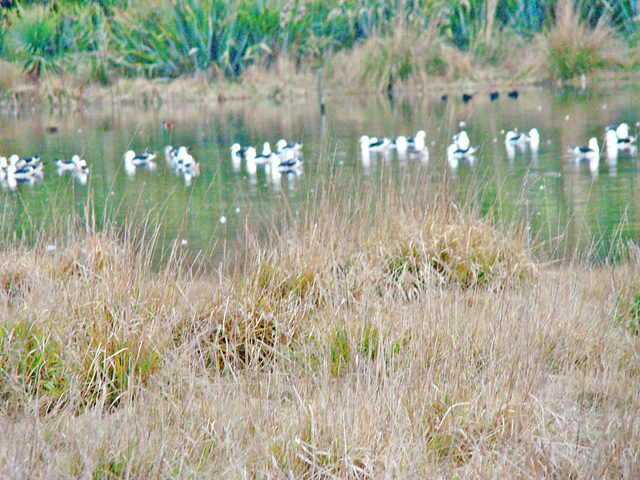 Water birds