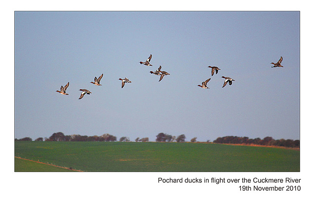 Pochard ducks & drakes in flight - Cuckmere River - 19.11.2010