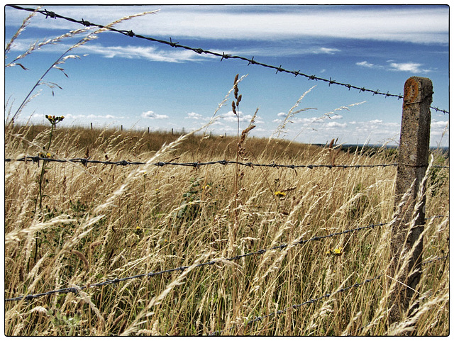 It's Friday!  It's a Fence!