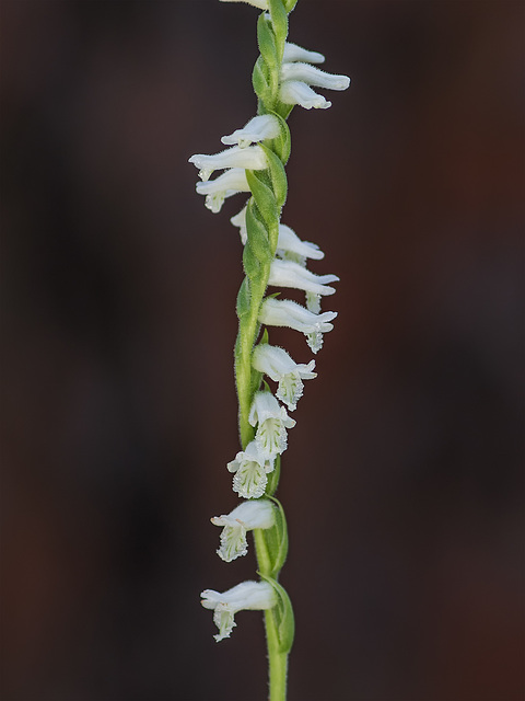 Spiranthes praecox (Grass-leaved Ladies'-tresses orchid, Greenvein Ladies'-tresses orchid)