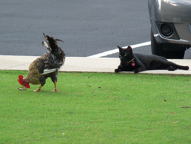 Paco & chicken