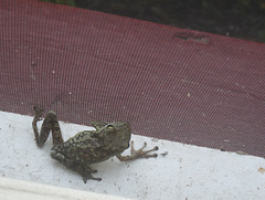 our morning frog