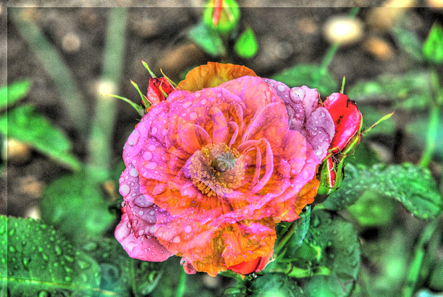 Mélange de deux fleurs: une rose et un pavot.